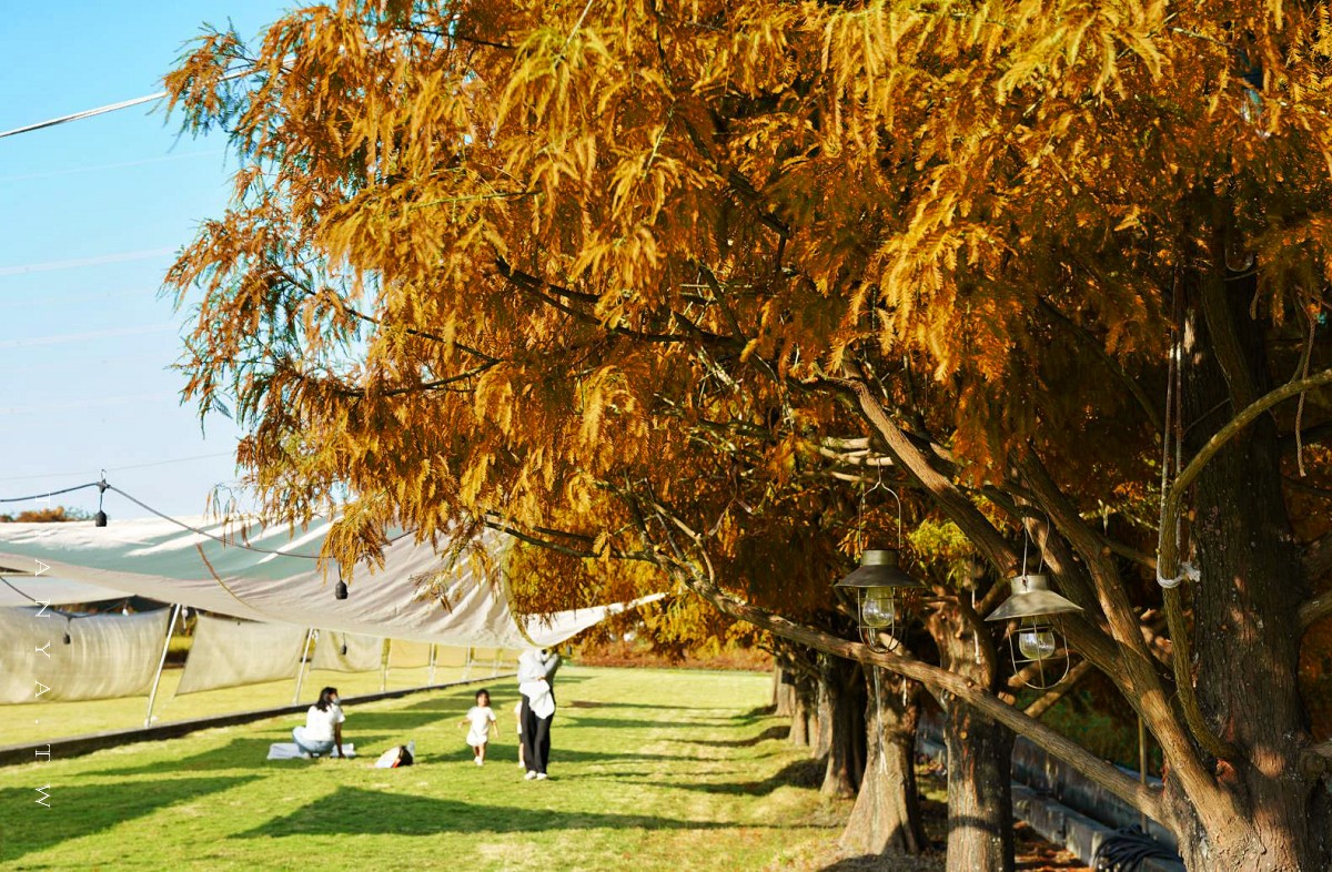 盤點彰化4處絕美落羽松打卡熱點，日式庭園、森林玻璃屋、恐龍主題樂園、野餐系咖啡一把收