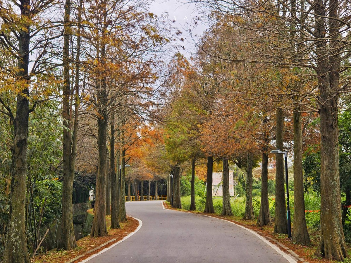 桃園大溪 5 處必訪落羽松景點，串聯經典美食，一日遊安排起來