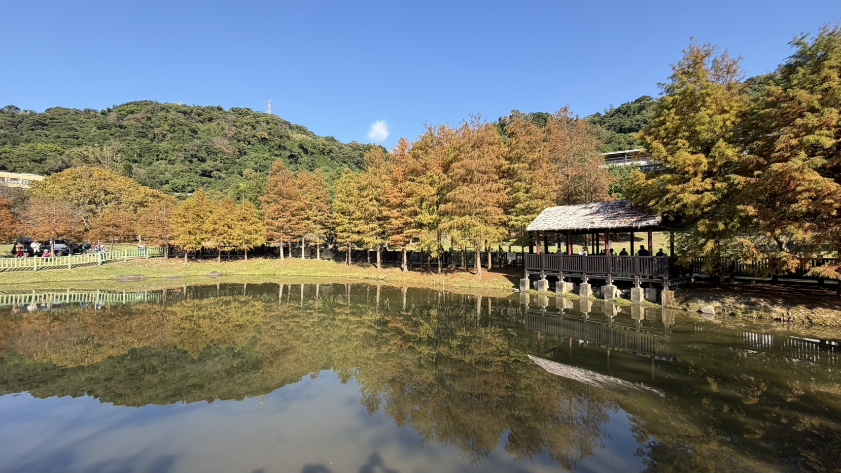 全台20+無料落羽松大集合,免門票暢遊異國風情美麗仙境 全台20+無料落羽松大集合,免門票暢遊異國風情美麗仙境