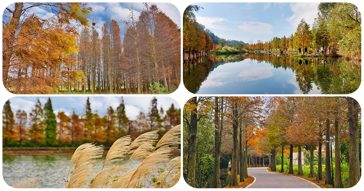 桃園大溪 5 處必訪落羽松景點，串聯經典美食，一日遊安排起來 @下一站，天涯