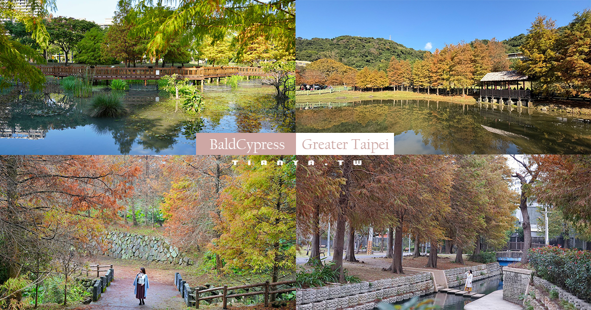 今日熱門文章：冬季必拍大台北TOP 5人氣落羽松景點，搭捷運公車輕鬆抵達，免門票一日遊