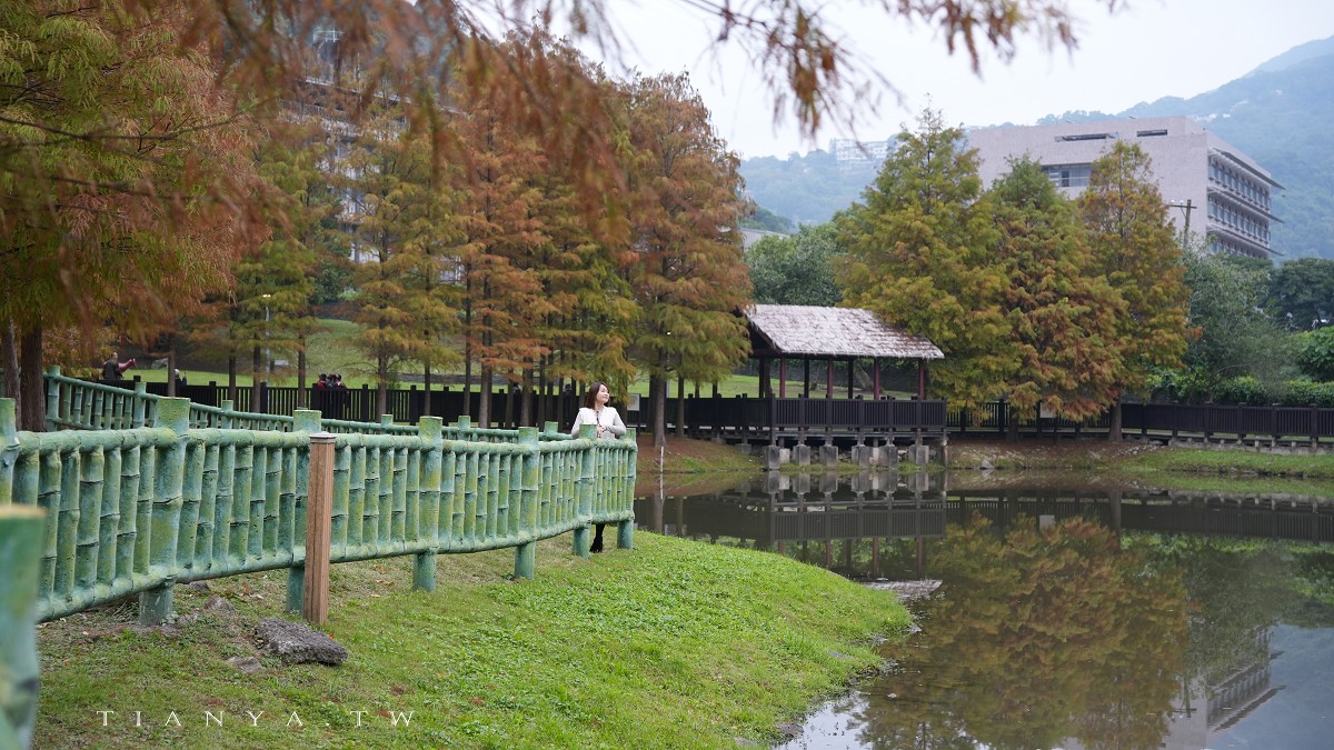 冬季必拍大台北TOP 5人氣落羽松景點，搭捷運公車輕鬆抵達，免門票一日遊