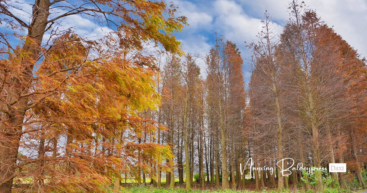 【大溪南興落羽松】3000棵壯觀森林隨你拍，就算凋零仍有空靈之美 @下一站，天涯