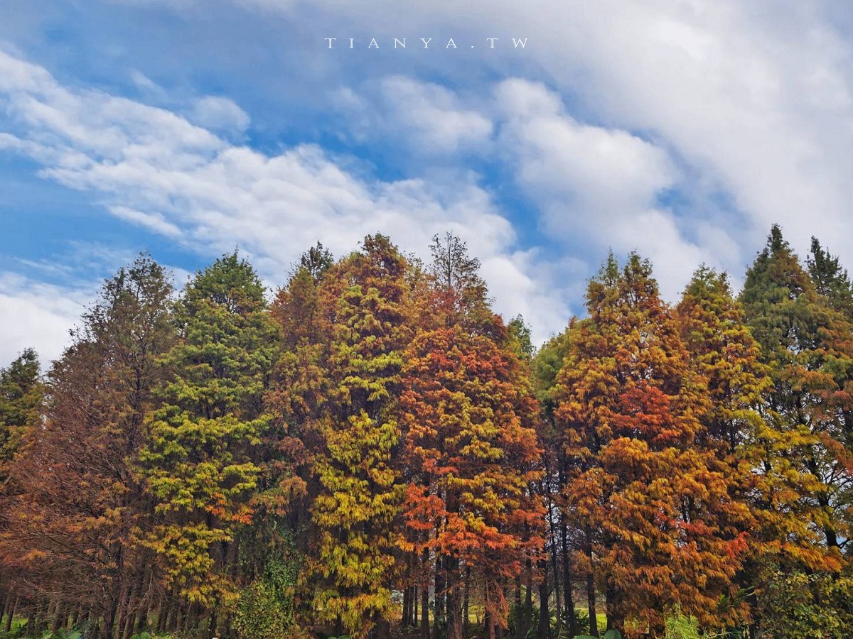 桃園大溪 5 處必訪落羽松景點，串聯經典美食，一日遊安排起來