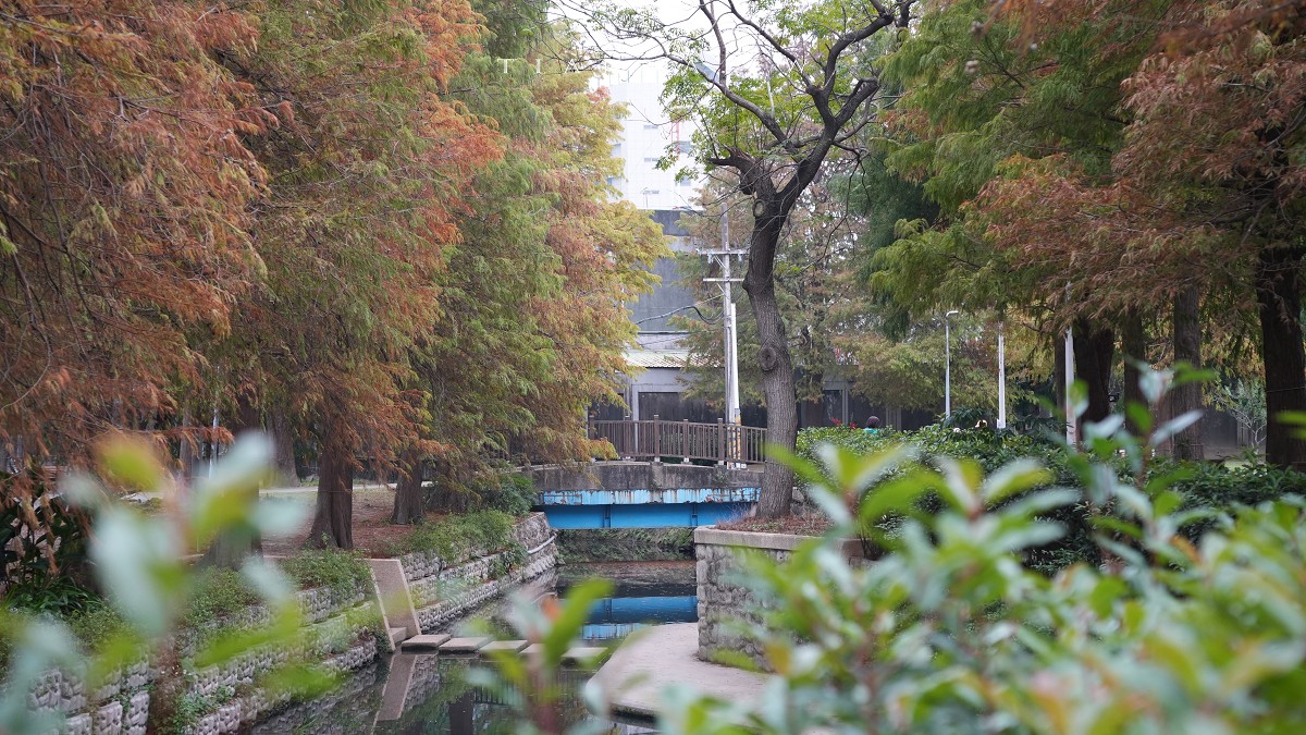 冬季必拍大台北TOP 5人氣落羽松景點，搭捷運公車輕鬆抵達，免門票一日遊