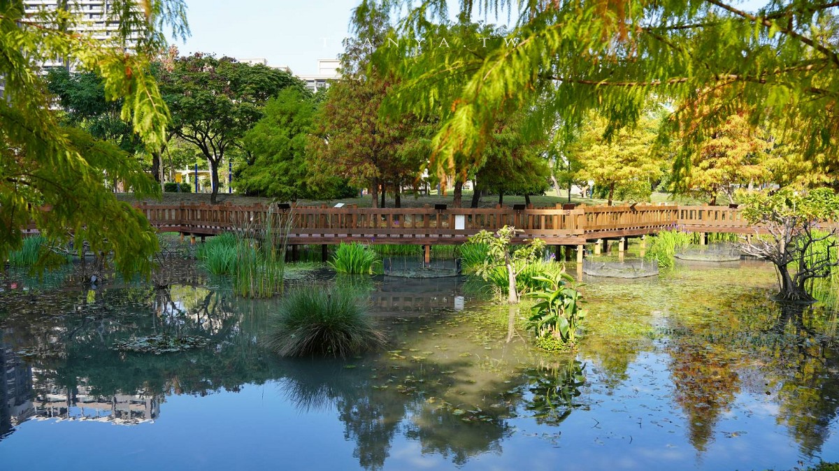 【頭前運動公園】新莊最美森林系公園，落羽松生態池木棧道唯美至極，出捷運就抵達