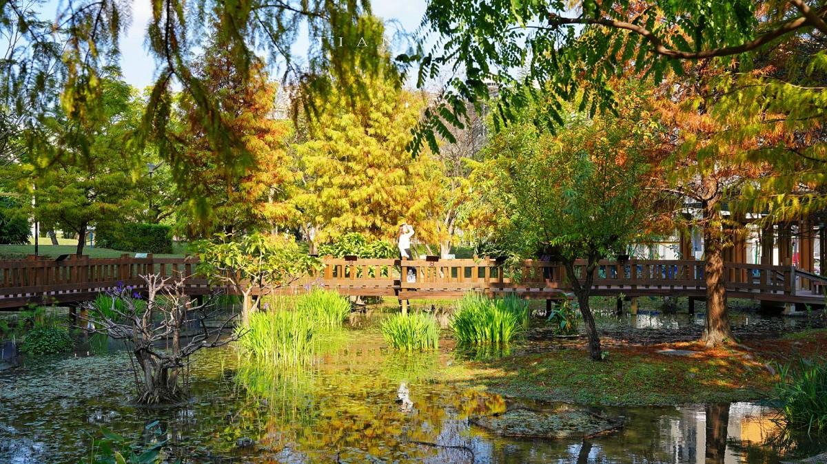 【頭前運動公園】新莊最美森林系公園，落羽松生態池木棧道唯美至極，出捷運就抵達