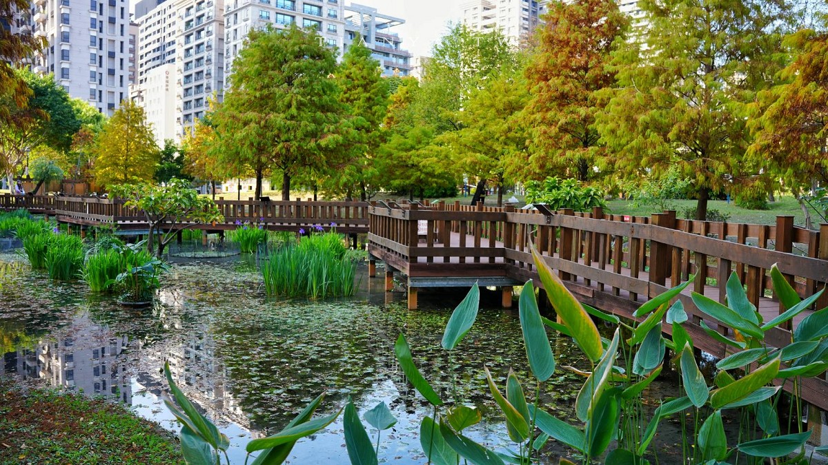 【頭前運動公園】新莊最美森林系公園，落羽松生態池木棧道唯美至極，出捷運就抵達