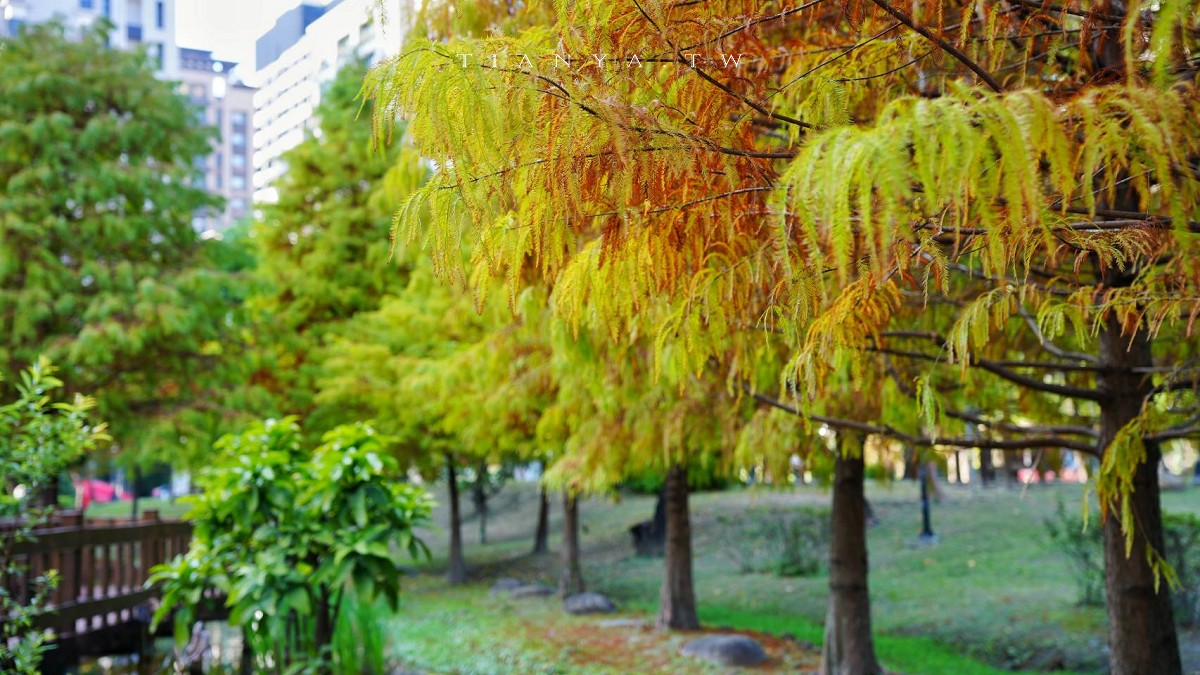 【頭前運動公園】新莊最美森林系公園，落羽松生態池木棧道唯美至極，出捷運就抵達