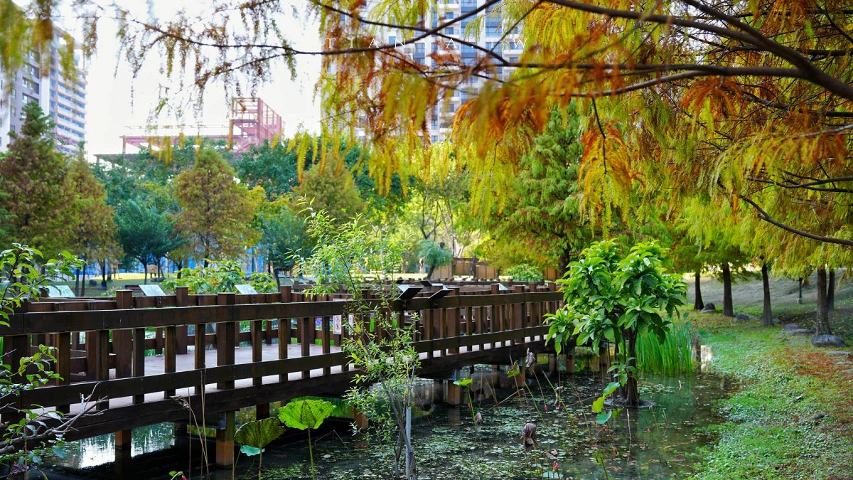 【頭前運動公園】新莊最美森林系公園，落羽松生態池木棧道唯美至極，出捷運就抵達