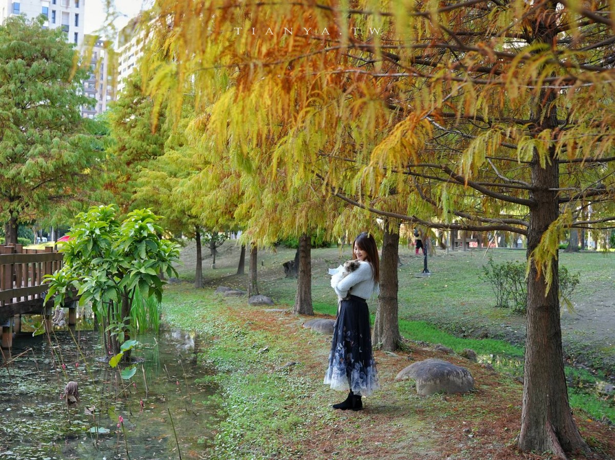 【頭前運動公園】新莊最美森林系公園，落羽松生態池木棧道唯美至極，出捷運就抵達