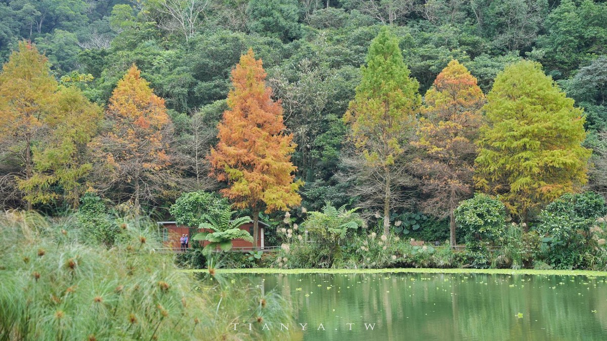 【望龍埤】抱擁湖光山色的落羽松秘境，環湖步道、環山步道、九曲橋串聯起最佳賞景路線