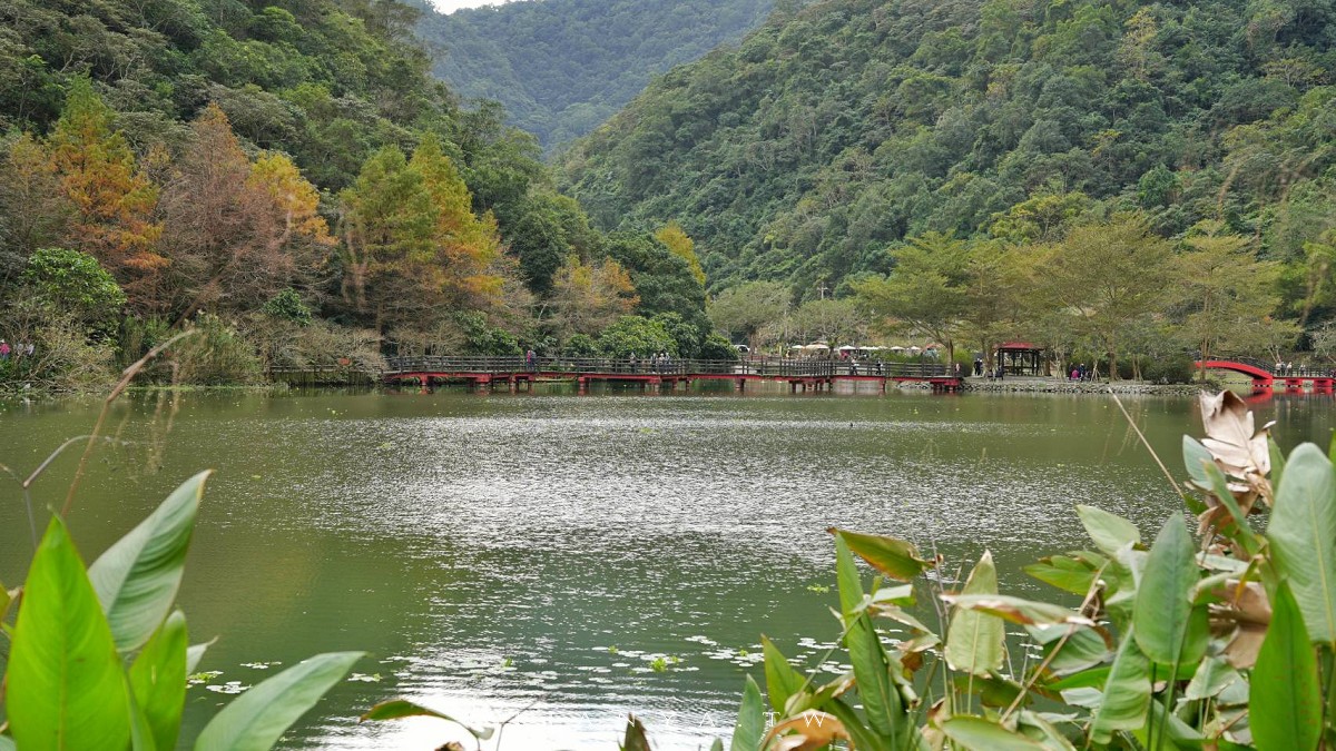 【望龍埤】抱擁湖光山色的落羽松秘境,環湖步道、環山步道、九曲橋串聯起最佳賞景路線 【望龍埤】抱擁湖光山色的落羽松秘境,環湖步道、環山步道、九曲橋串聯起最佳賞景路線