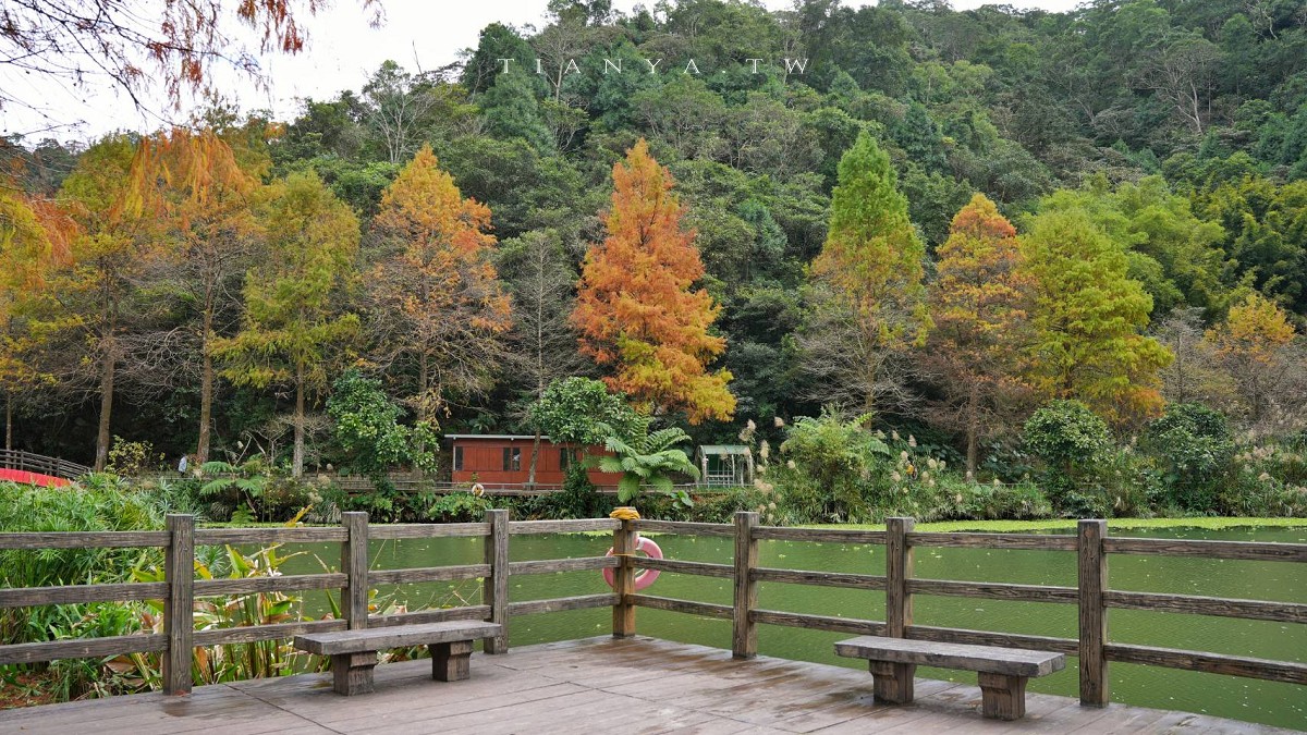 【望龍埤】抱擁湖光山色的落羽松秘境,環湖步道、環山步道、九曲橋串聯起最佳賞景路線 【望龍埤】抱擁湖光山色的落羽松秘境,環湖步道、環山步道、九曲橋串聯起最佳賞景路線