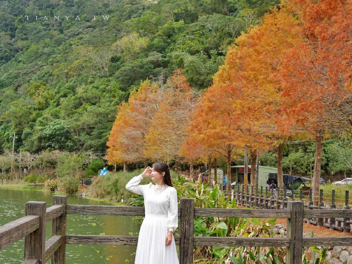 【望龍埤】抱擁湖光山色的落羽松秘境,環湖步道、環山步道、九曲橋串聯起最佳賞景路線 【望龍埤】抱擁湖光山色的落羽松秘境,環湖步道、環山步道、九曲橋串聯起最佳賞景路線
