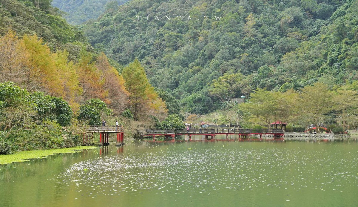 【望龍埤】抱擁湖光山色的落羽松秘境,環湖步道、環山步道、九曲橋串聯起最佳賞景路線 【望龍埤】抱擁湖光山色的落羽松秘境,環湖步道、環山步道、九曲橋串聯起最佳賞景路線