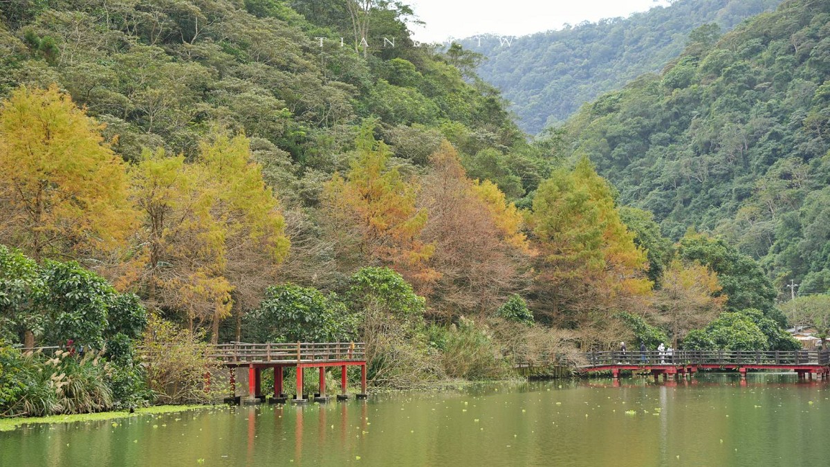 【望龍埤】抱擁湖光山色的落羽松秘境,環湖步道、環山步道、九曲橋串聯起最佳賞景路線 【望龍埤】抱擁湖光山色的落羽松秘境,環湖步道、環山步道、九曲橋串聯起最佳賞景路線