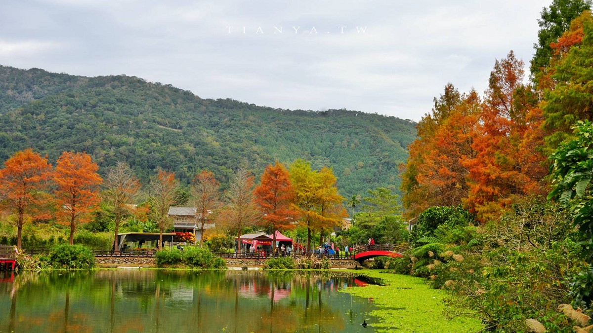 【望龍埤】抱擁湖光山色的落羽松秘境,環湖步道、環山步道、九曲橋串聯起最佳賞景路線 【望龍埤】抱擁湖光山色的落羽松秘境,環湖步道、環山步道、九曲橋串聯起最佳賞景路線