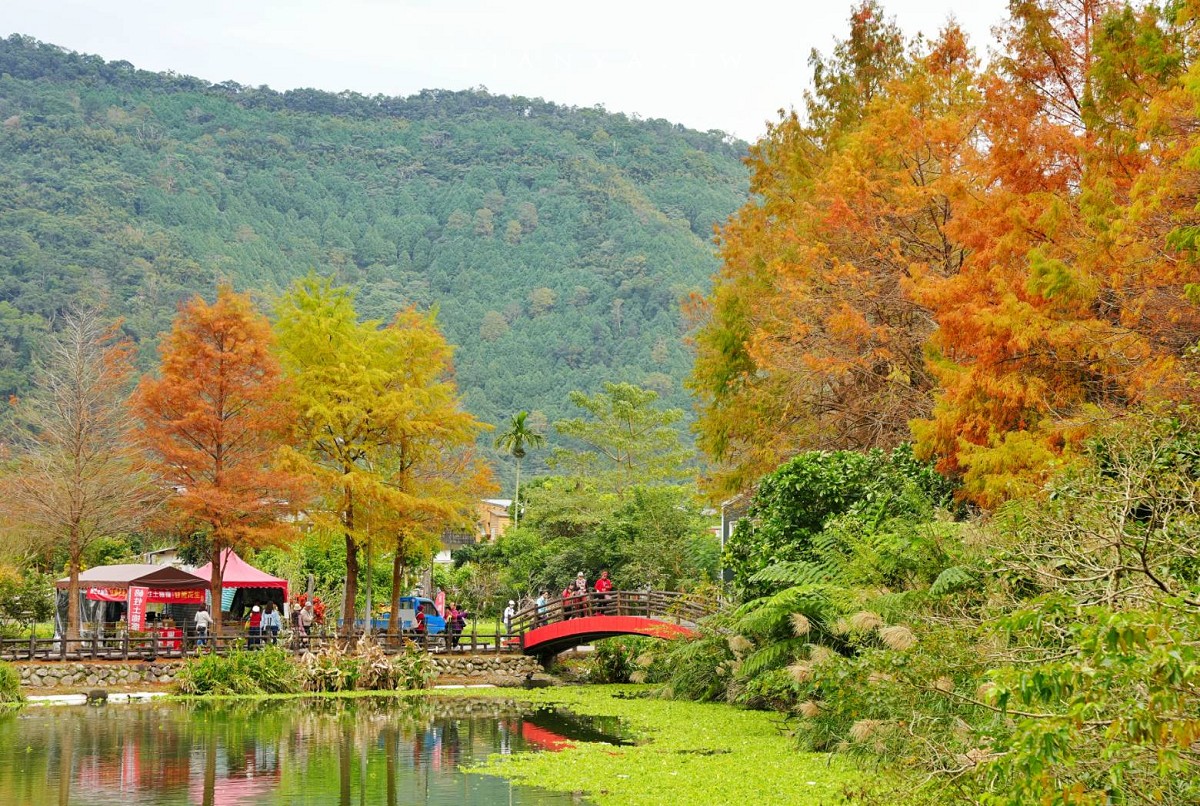 【望龍埤】抱擁湖光山色的落羽松秘境，環湖步道、環山步道、九曲橋串聯起最佳賞景路線