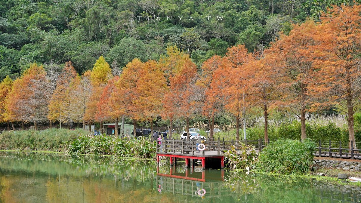 【望龍埤】抱擁湖光山色的落羽松秘境,環湖步道、環山步道、九曲橋串聯起最佳賞景路線 【望龍埤】抱擁湖光山色的落羽松秘境,環湖步道、環山步道、九曲橋串聯起最佳賞景路線