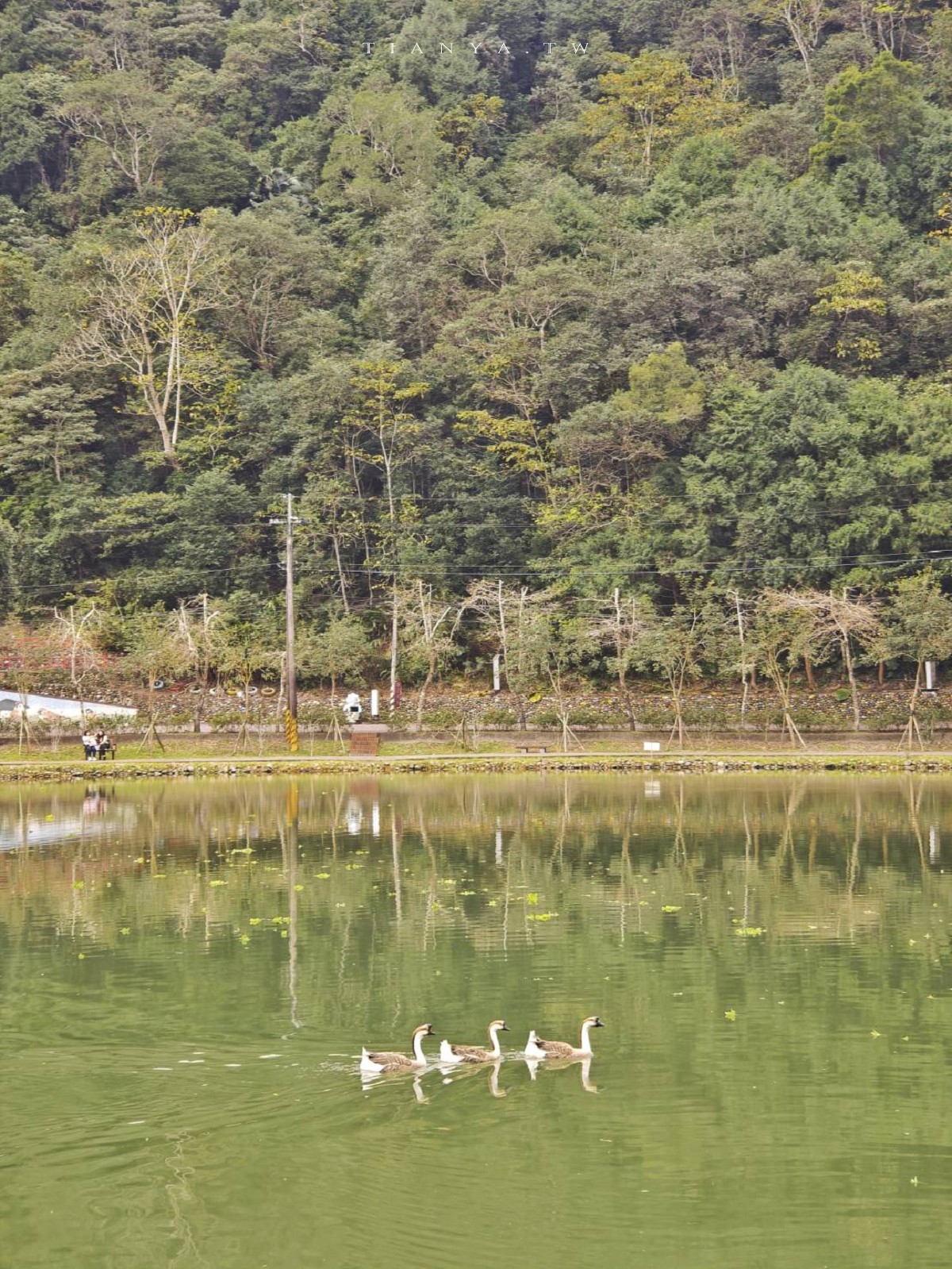 【望龍埤】抱擁湖光山色的落羽松秘境,環湖步道、環山步道、九曲橋串聯起最佳賞景路線 【望龍埤】抱擁湖光山色的落羽松秘境,環湖步道、環山步道、九曲橋串聯起最佳賞景路線