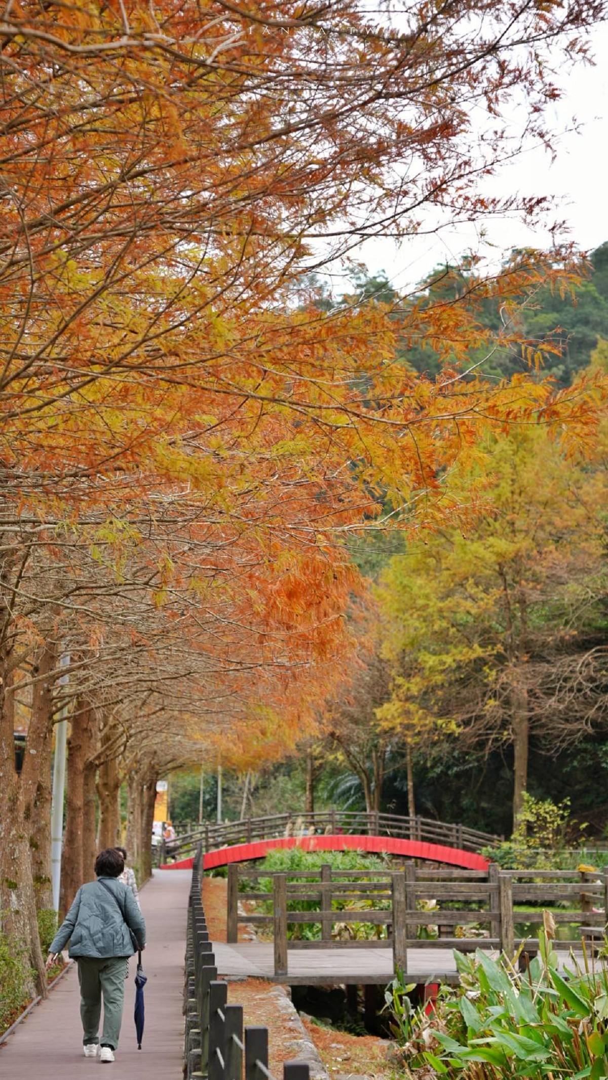 【望龍埤】抱擁湖光山色的落羽松秘境,環湖步道、環山步道、九曲橋串聯起最佳賞景路線 【望龍埤】抱擁湖光山色的落羽松秘境,環湖步道、環山步道、九曲橋串聯起最佳賞景路線