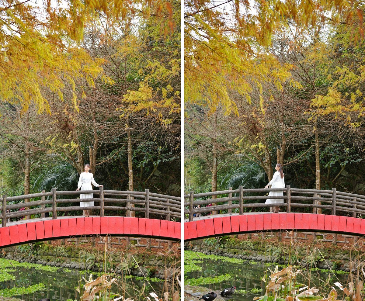 【望龍埤】抱擁湖光山色的落羽松秘境,環湖步道、環山步道、九曲橋串聯起最佳賞景路線 【望龍埤】抱擁湖光山色的落羽松秘境,環湖步道、環山步道、九曲橋串聯起最佳賞景路線