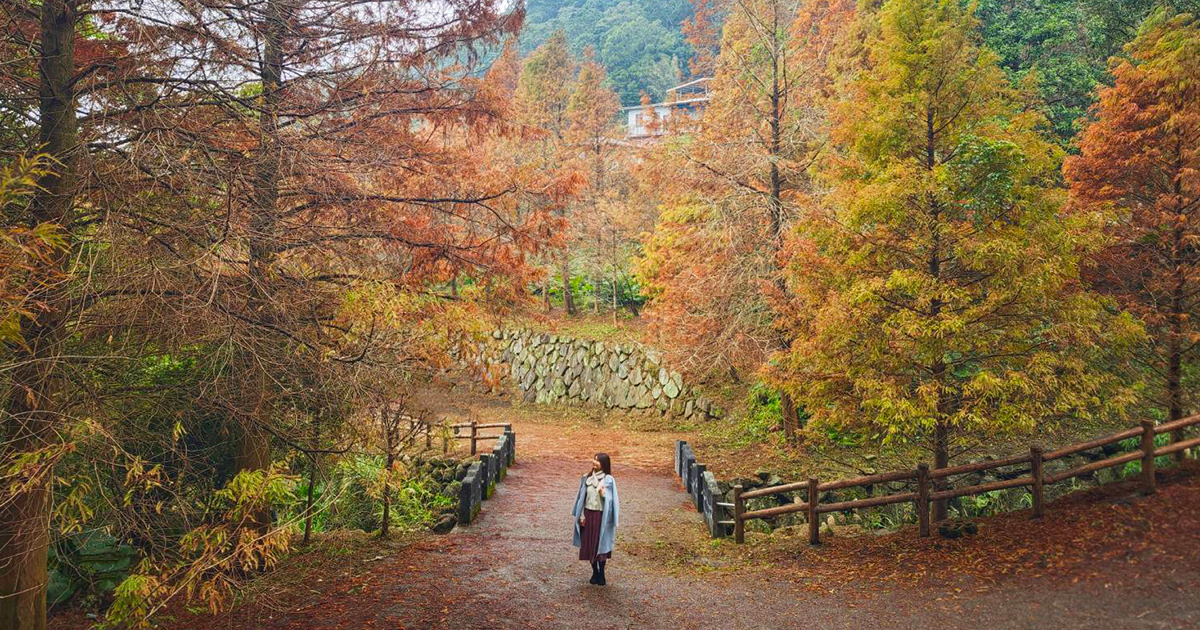 今日熱門文章：【永公路500巷落羽松】陽明山必訪的台北落羽松秘境，仙氣滿滿 S 型落羽松林徑，搭公車就能抵達