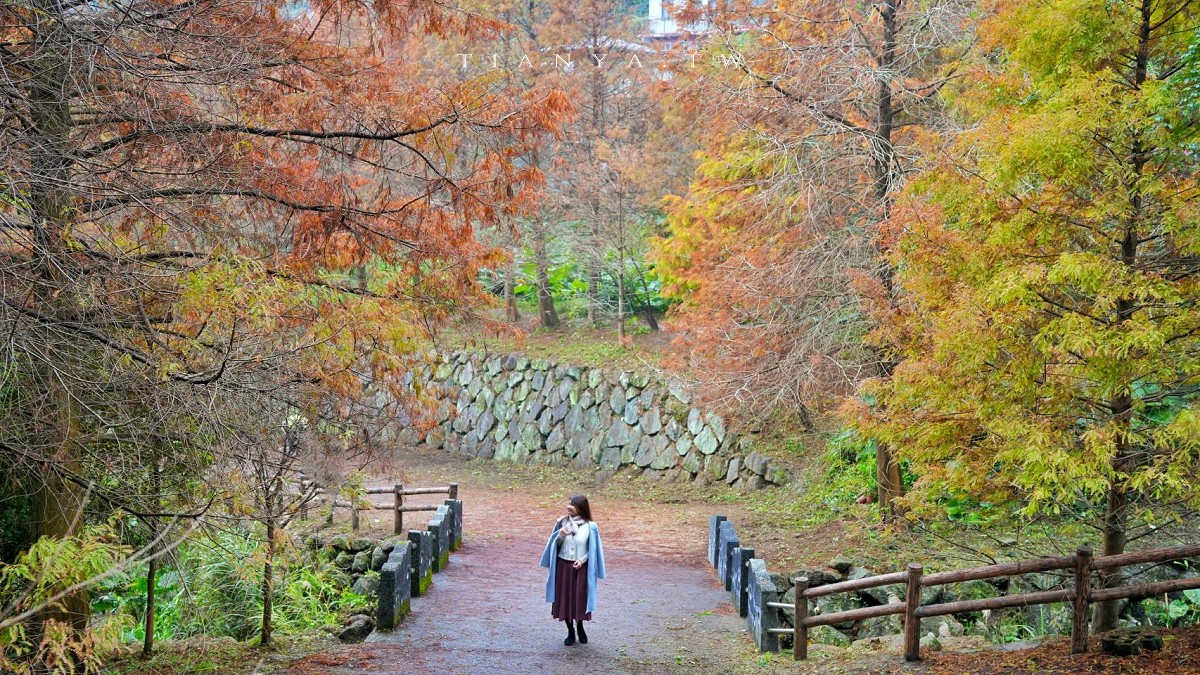 【永公路500巷落羽松】陽明山必訪的台北落羽松秘境，仙氣滿滿 S 型落羽松林徑，搭公車就能抵達