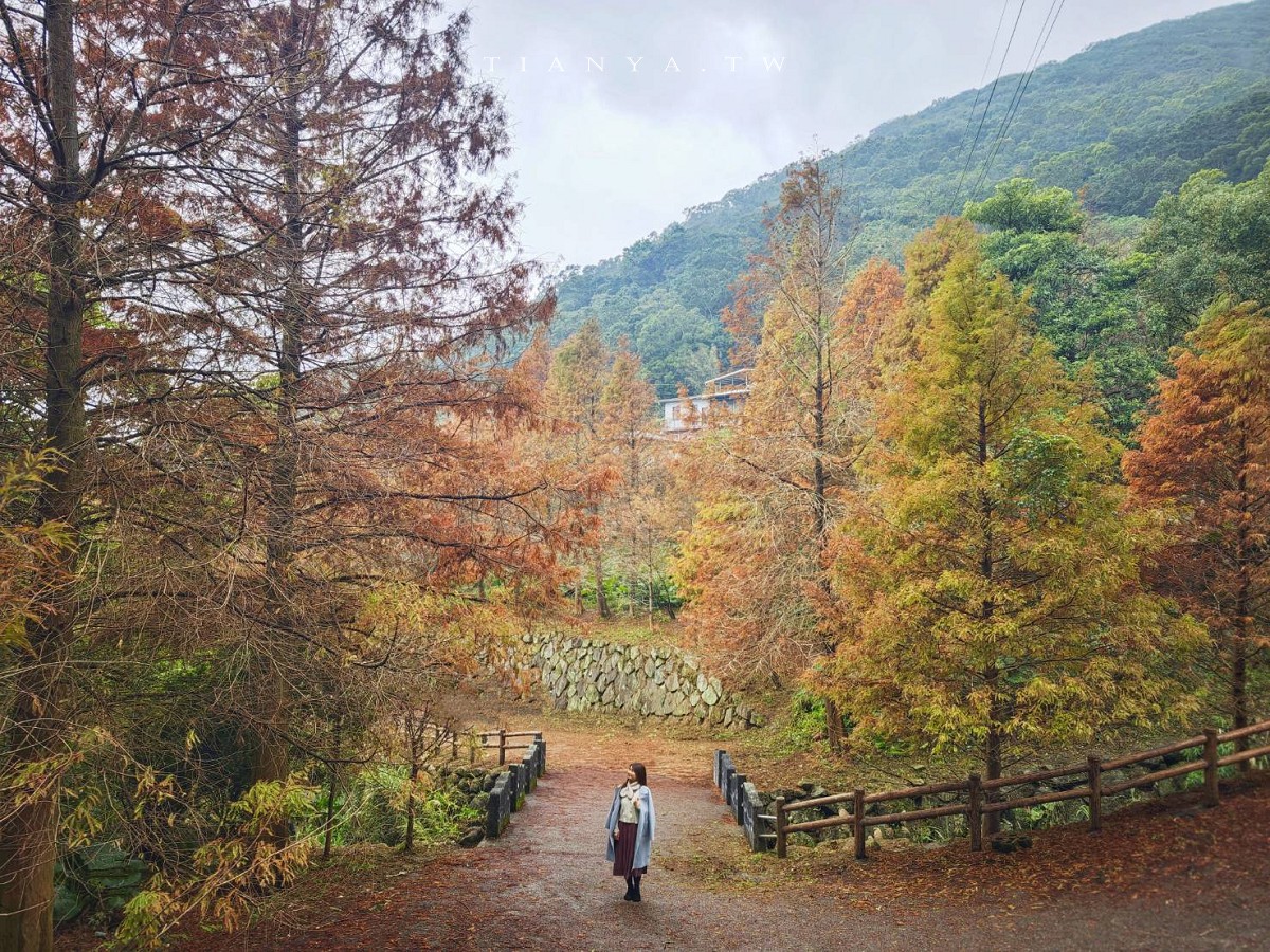 【永公路500巷落羽松】陽明山必訪的台北落羽松秘境，仙氣滿滿 S 型落羽松林徑，搭公車就能抵達