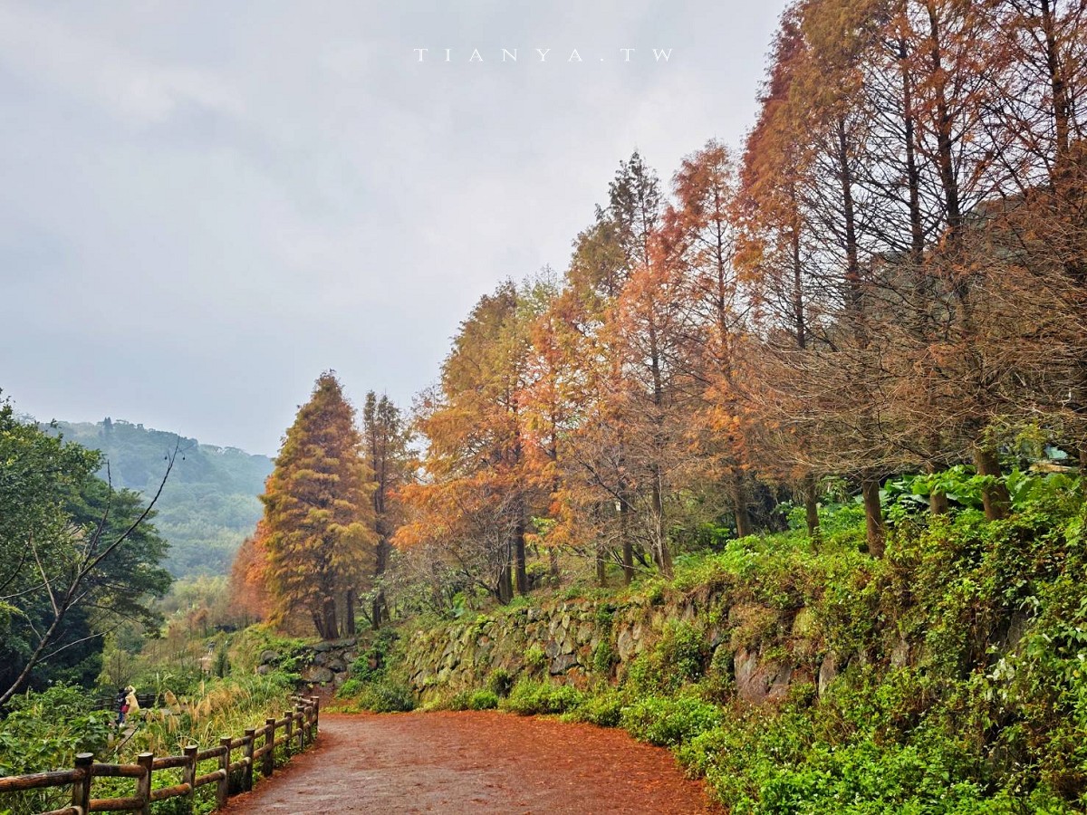 【永公路500巷落羽松】陽明山必訪的台北落羽松秘境，仙氣滿滿 S 型落羽松林徑，搭公車就能抵達
