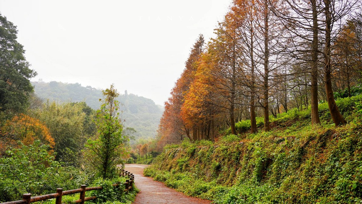 【永公路500巷落羽松】陽明山必訪的台北落羽松秘境，仙氣滿滿 S 型落羽松林徑，搭公車就能抵達