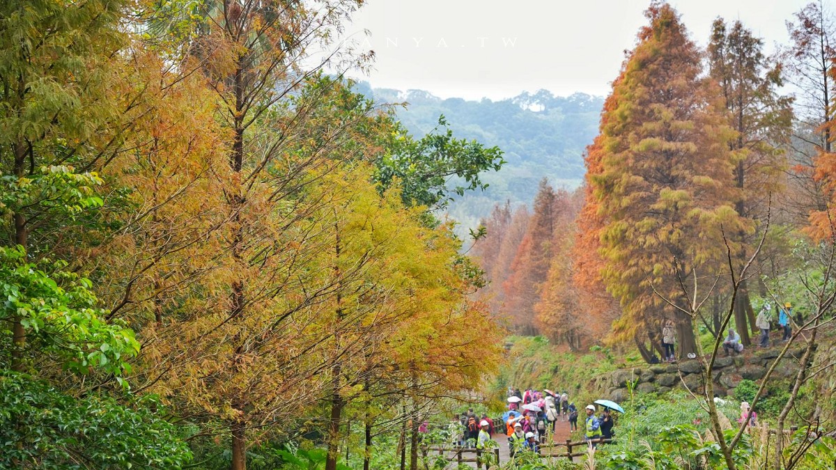 【永公路500巷落羽松】陽明山必訪的台北落羽松秘境，仙氣滿滿 S 型落羽松林徑，搭公車就能抵達