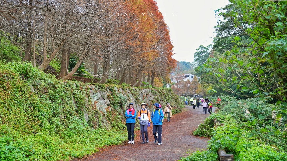 【永公路500巷落羽松】陽明山必訪的台北落羽松秘境，仙氣滿滿 S 型落羽松林徑，搭公車就能抵達