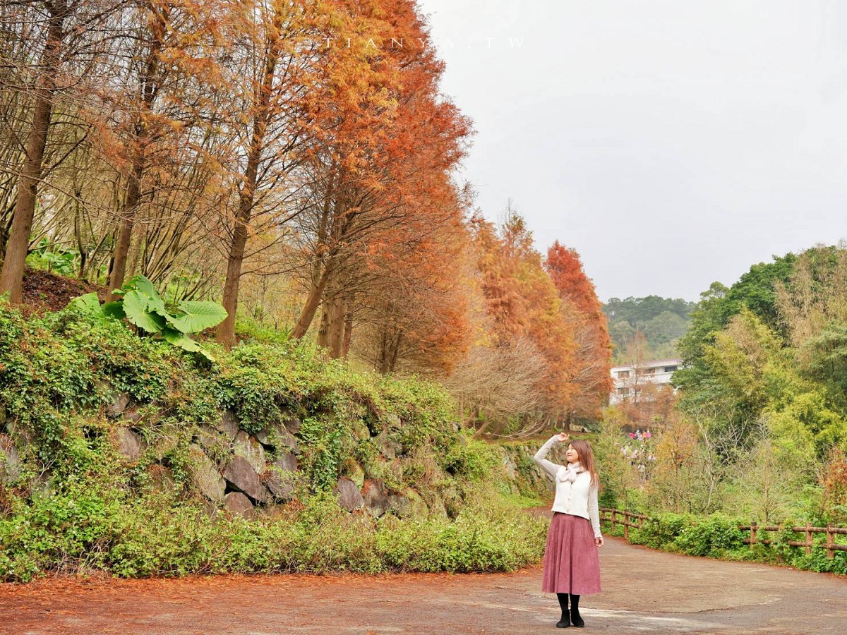【永公路500巷落羽松】陽明山必訪的台北落羽松秘境，仙氣滿滿 S 型落羽松林徑，搭公車就能抵達