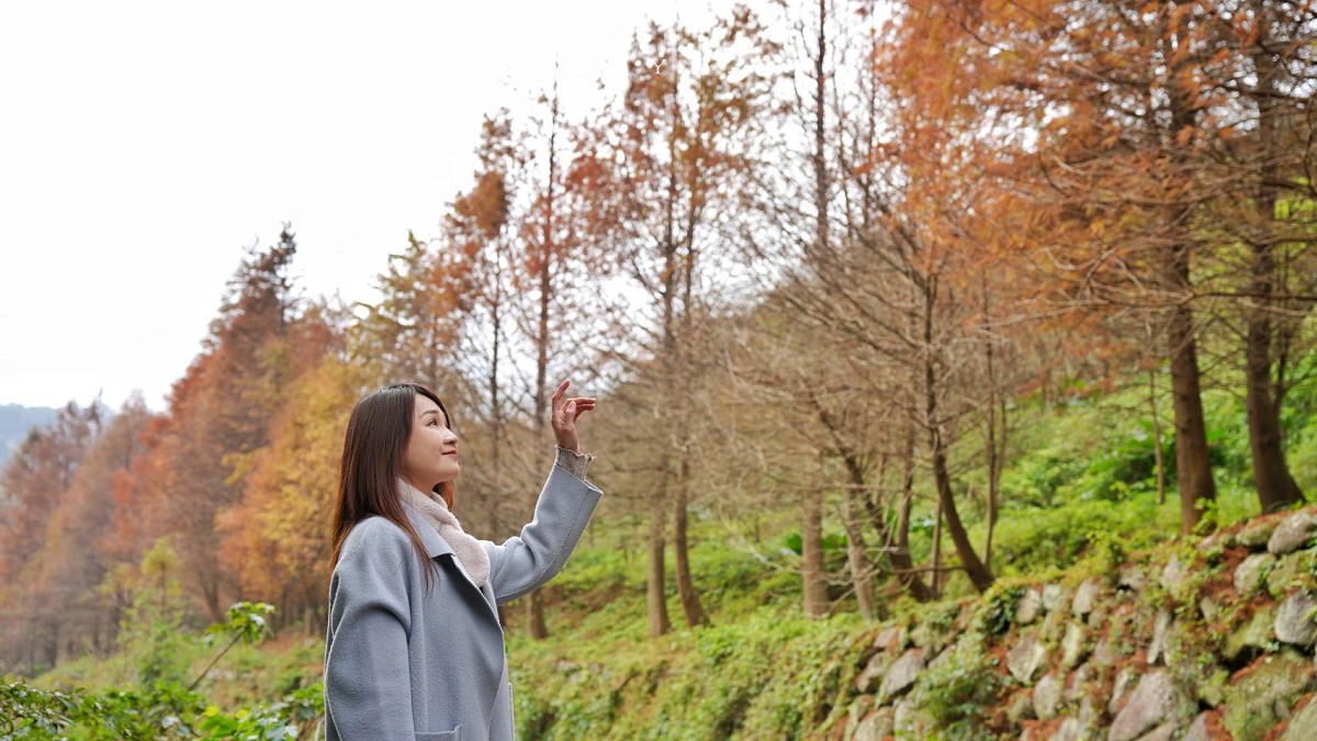 【永公路500巷落羽松】陽明山必訪的台北落羽松秘境，仙氣滿滿 S 型落羽松林徑，搭公車就能抵達