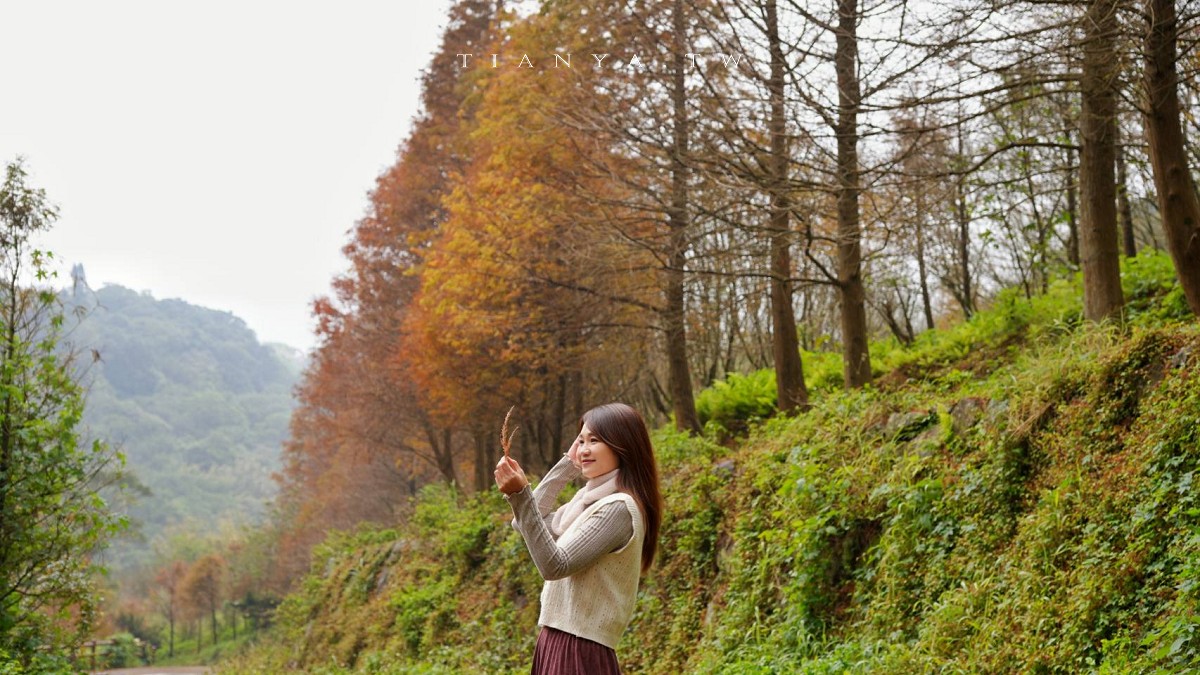 【永公路500巷落羽松】陽明山必訪的台北落羽松秘境，仙氣滿滿 S 型落羽松林徑，搭公車就能抵達