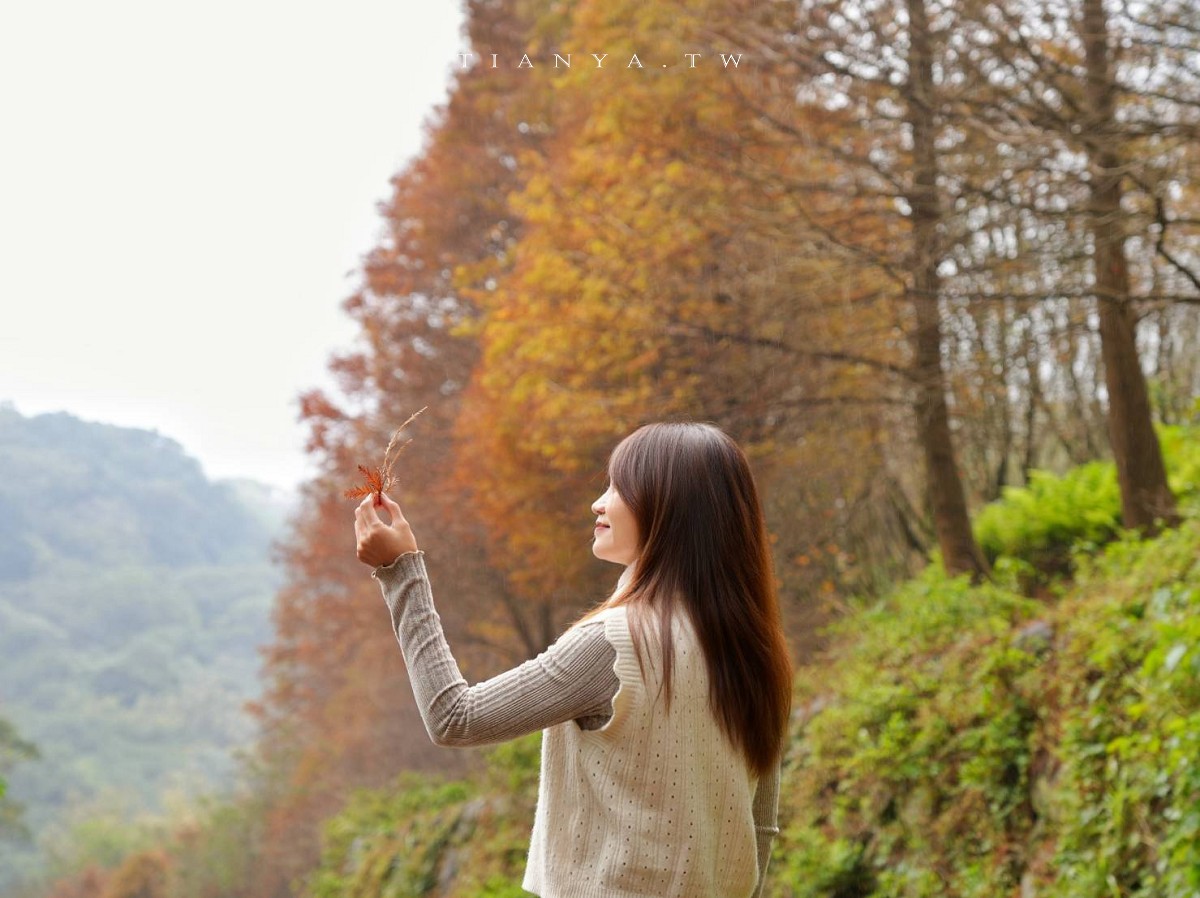 【永公路500巷落羽松】陽明山必訪的台北落羽松秘境，仙氣滿滿 S 型落羽松林徑，搭公車就能抵達