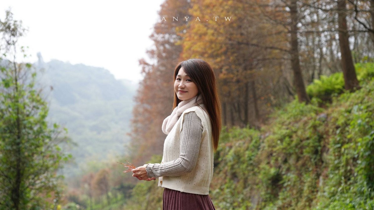 【永公路500巷落羽松】陽明山必訪的台北落羽松秘境，仙氣滿滿 S 型落羽松林徑，搭公車就能抵達