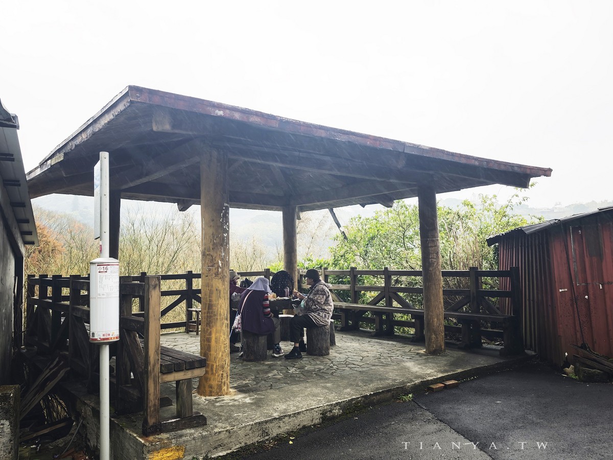 【永公路500巷落羽松】陽明山必訪的台北落羽松秘境，仙氣滿滿 S 型落羽松林徑，搭公車就能抵達