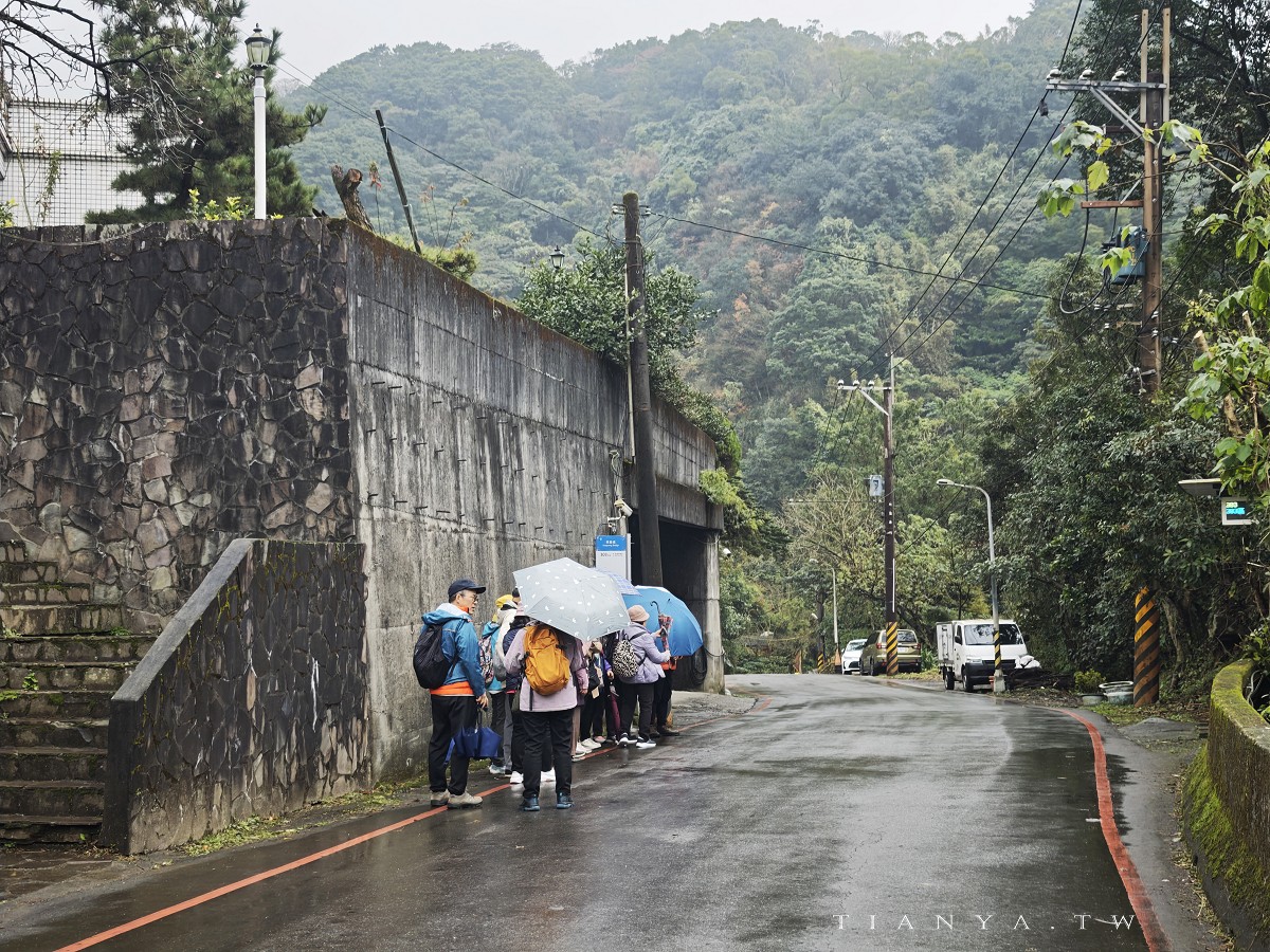 【永公路500巷落羽松】陽明山必訪的台北落羽松秘境，仙氣滿滿 S 型落羽松林徑，搭公車就能抵達
