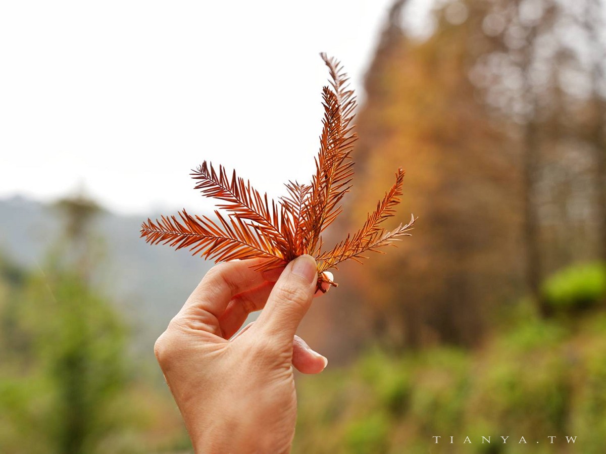 【永公路500巷落羽松】陽明山必訪的台北落羽松秘境，仙氣滿滿 S 型落羽松林徑，搭公車就能抵達