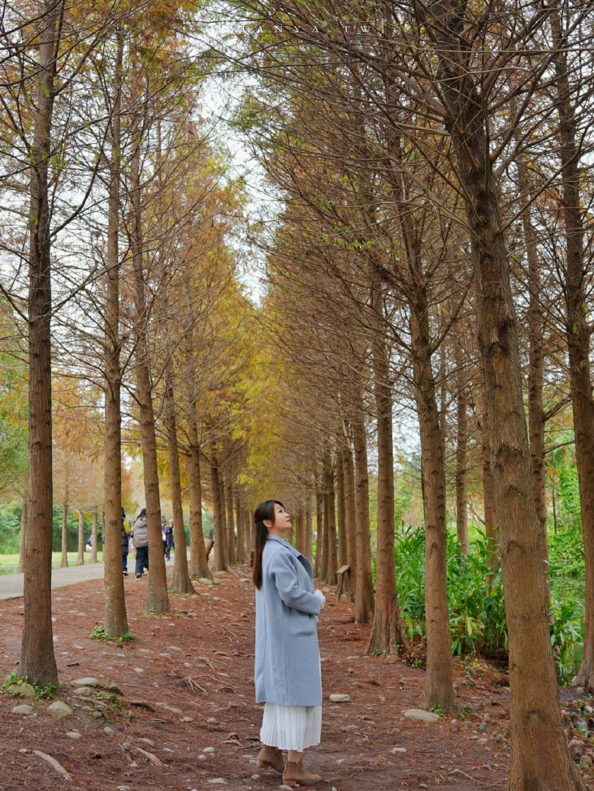 【月眉人工濕地生態公園】沿著濕地水塘遍植350棵落羽松,藍天之下的水中倒影猶如印象派美畫 【月眉人工濕地生態公園】沿著濕地水塘遍植350棵落羽松,藍天之下的水中倒影猶如印象派美畫