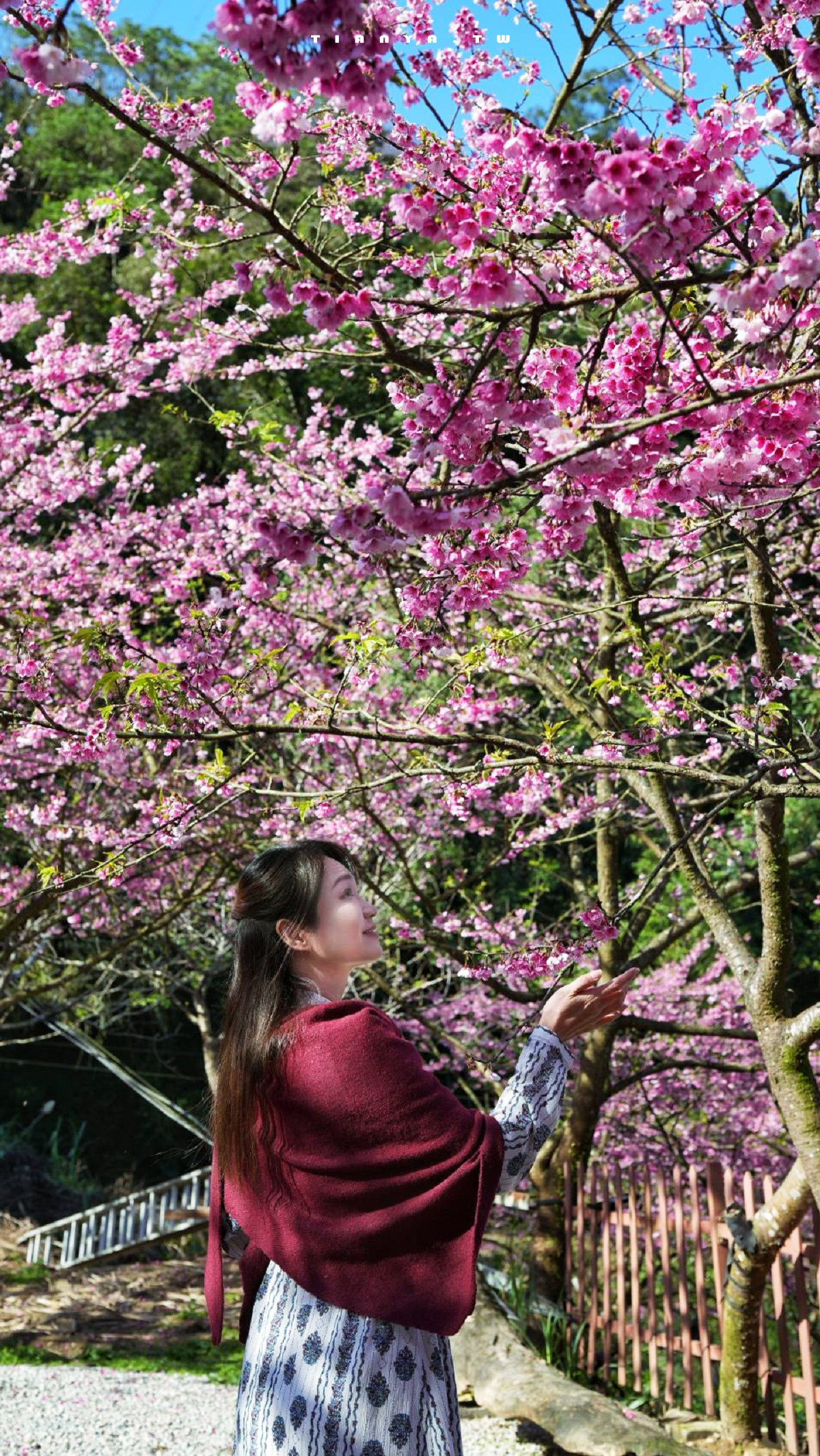 【三峽大熊櫻花林】超過4000株櫻花浪漫盛放，穿梭粉爆櫻花隧道，一秒抵達日本