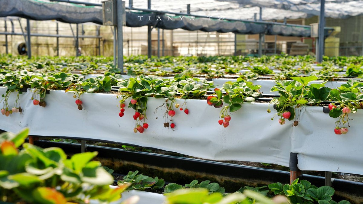 2026苗栗兩天一夜旅遊行程懶人包攻略！網美影城、巧克力莊園、親子樂園、景觀民宿一次玩透透