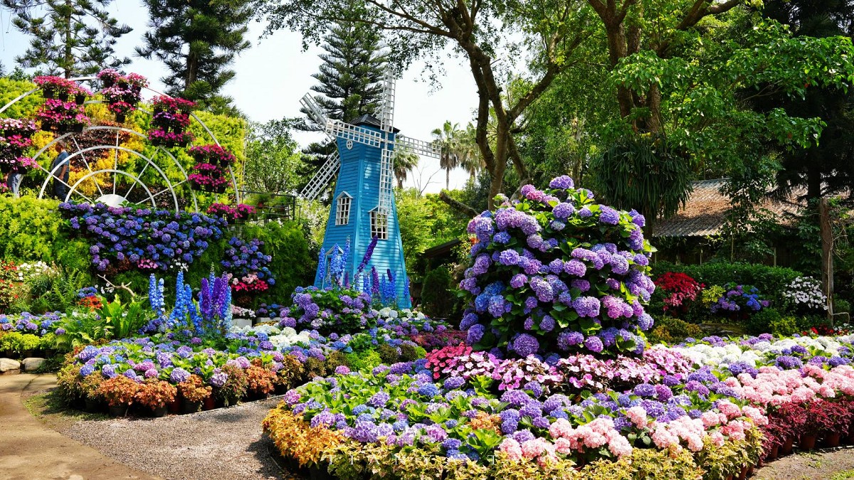 【花露農場】苗栗必訪賞花景點，繡球花季夢幻登場，2萬株花海搭配歐風造景，必嚐繡球花霜淇淋