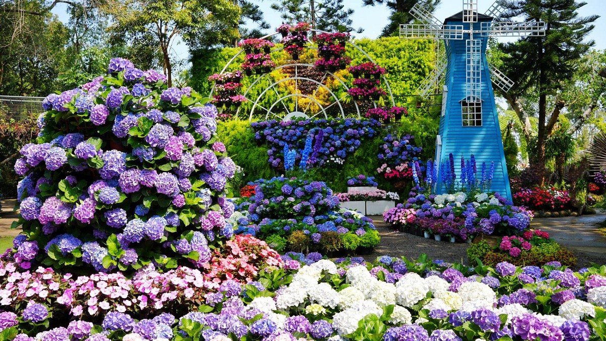 【花露農場】苗栗必訪賞花景點，繡球花季夢幻登場，2萬株花海搭配歐風造景，必嚐繡球花霜淇淋