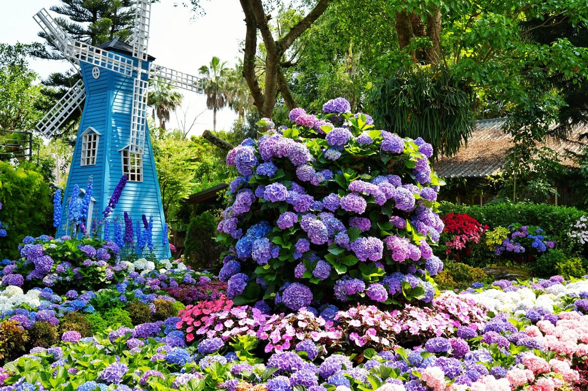 【花露農場】苗栗必訪賞花景點，繡球花季夢幻登場，2萬株花海搭配歐風造景，必嚐繡球花霜淇淋
