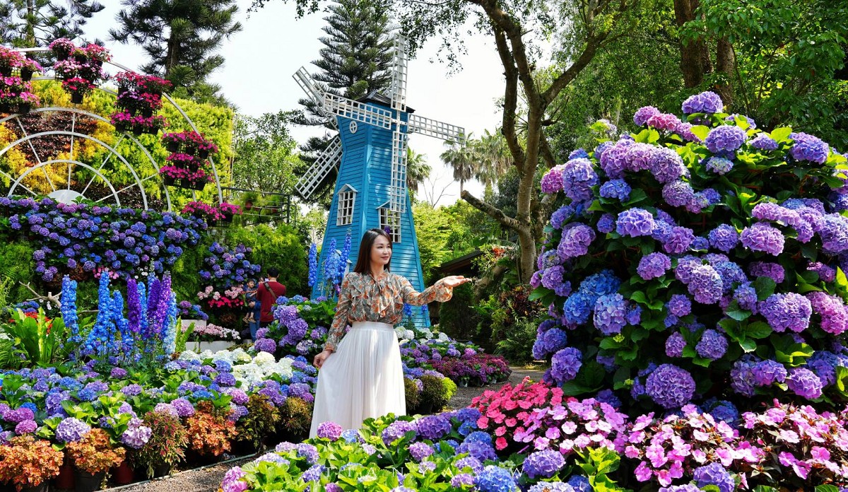 【花露農場】苗栗必訪賞花景點，繡球花季夢幻登場，2萬株花海搭配歐風造景，必嚐繡球花霜淇淋