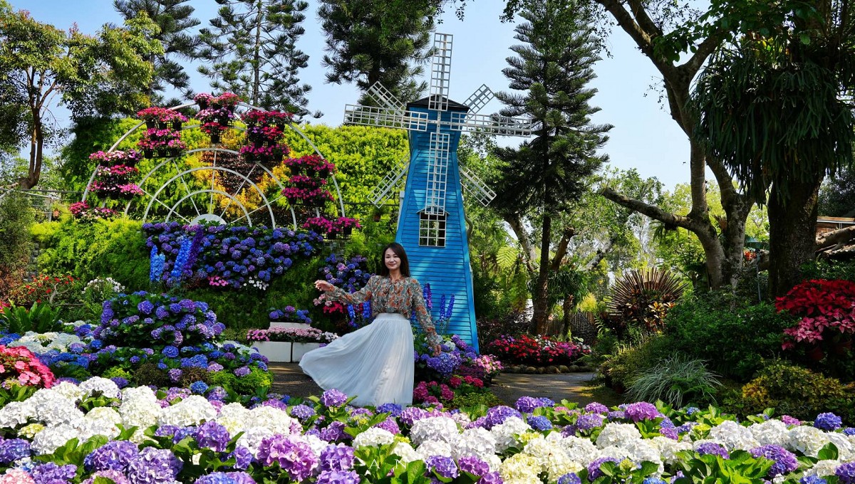 【花露農場】苗栗必訪賞花景點，繡球花季夢幻登場，2萬株花海搭配歐風造景，必嚐繡球花霜淇淋